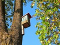 House for birds on linden tree Royalty Free Stock Photo