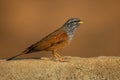 House bunting - Emberiza sahari passerine bird in the bunting family Emberizidae, resident breeder of dry country from north-
