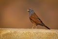 House bunting - Emberiza sahari passerine bird in the bunting family Emberizidae, resident breeder of dry country from north-