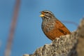 House bunting - Emberiza sahari passerine bird in the bunting family Emberizidae, resident breeder of dry country from north-