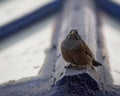 House bunting sitting on blue skylight, Essaouria Morocco