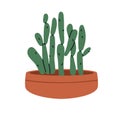 House cactus growing in planter. Green prickly houseplant in pot for interior decor. Home and office exotic tropical