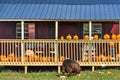 House with Carved Pumpkins on Porch and Sheep