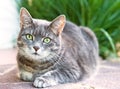 House cat Royalty Free Stock Photo