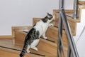 House cat climbing wooden indoor staircase upstairs.