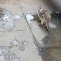 House cat drinking water spred on the ground tiles. Royalty Free Stock Photo