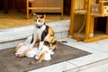 House cat feed kittens. Rethymno, Crete, Greece Royalty Free Stock Photo