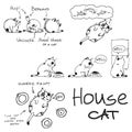 House cat illustrations set. Comics about funny habits of house cat. Vector drawings of cute animal and bubble text