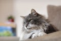 House cat Royalty Free Stock Photo