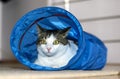 House cat sitting and playing inside the cat tunnel toy. Royalty Free Stock Photo