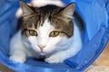 House cat sitting and playing inside the cat tunnel toy. Royalty Free Stock Photo