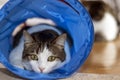 House cat sitting and playing inside the cat tunnel toy. Royalty Free Stock Photo