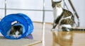 House cat sitting and playing inside the cat tunnel toy. Royalty Free Stock Photo