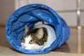 House cat sitting and playing inside the cat tunnel toy. Royalty Free Stock Photo