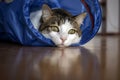 House cat sitting and playing inside the cat tunnel toy. Royalty Free Stock Photo
