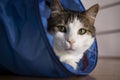 House cat sitting and playing inside the cat tunnel toy. Royalty Free Stock Photo