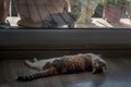 house cat and stray cat looking at each other from the window