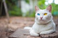 House cat, Thai odd eye species with blue and yellow eyes Royalty Free Stock Photo