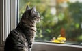 A house cat waits for her owner to return home looking out window