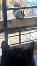 A house cat and a wild squirrel look at each other on the balcony of a city house