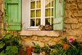 House Cat on Window Sill Royalty Free Stock Photo