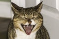 Yawning Cat Showing Teeth