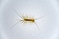 House centipede on the ceiling in the house Royalty Free Stock Photo