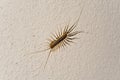 House centipede Royalty Free Stock Photo