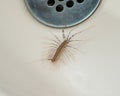 House centipede Royalty Free Stock Photo