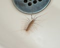 House centipede