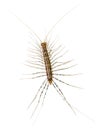 House centipede (Scutigera coleoptrata).