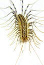 House centipede (Scutigera coleoptrata) Royalty Free Stock Photo