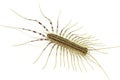 House centipede (Scutigera coleoptrata) Royalty Free Stock Photo