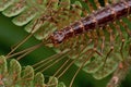 The House Centipede - Scutigera coleoptrata Royalty Free Stock Photo