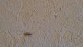 House centipede Scutigera coleoptrata running along wall in room.