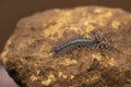 House centipede Scutigera coleoptrata, Satara, Maharashtra