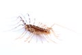house centipede (Scutigera coleoptrata) on white