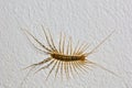 The house centipede (Scutigeta coleopterata) on the white wall Royalty Free Stock Photo