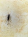 House centipede sighting on the wall Royalty Free Stock Photo
