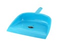 single cockroach in plastic blue dustpan isolated on white background