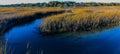 House Creek and Salt Grass of Cherry Grove Marsh Royalty Free Stock Photo