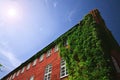 House with creepers Royalty Free Stock Photo