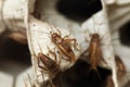 House cricket (Acheta domestica). Royalty Free Stock Photo