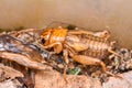 House cricket Acheta domestica on egg pack. Royalty Free Stock Photo