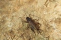 House cricket (Acheta domestica). Royalty Free Stock Photo