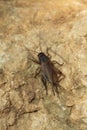 House cricket (Acheta domestica). Royalty Free Stock Photo