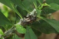 House cricket (Acheta domestica). Royalty Free Stock Photo