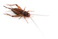 House cricket isolated on white Royalty Free Stock Photo