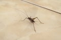 House Cricket On Tile Floor