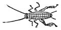 House Cricket Larva vintage illustration